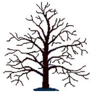 albero 1 m