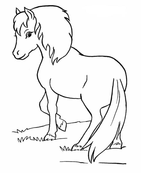 pony